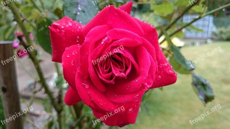 Red Rose Garden Raindrop Rose Bloom Bloom