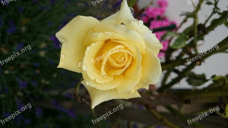 Yellow Rose Garden Flower Summer Fragrance