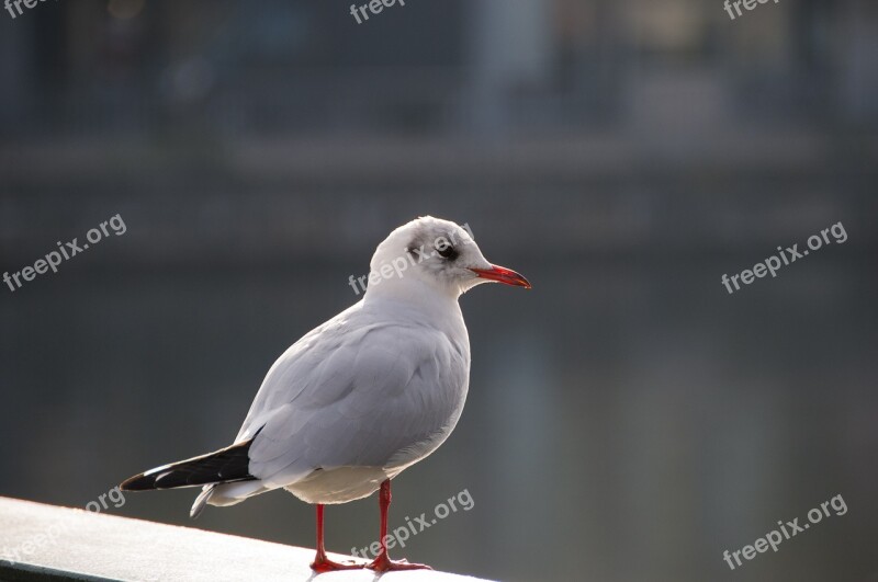 Seagull Bird City Pigeon Close Up Free Photos