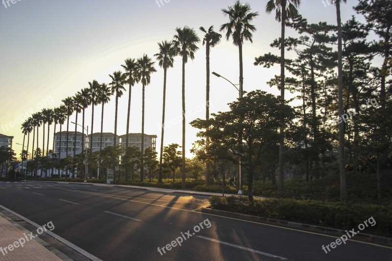 Early In The Morning Sunshine Sunny Days Palm Trees Road