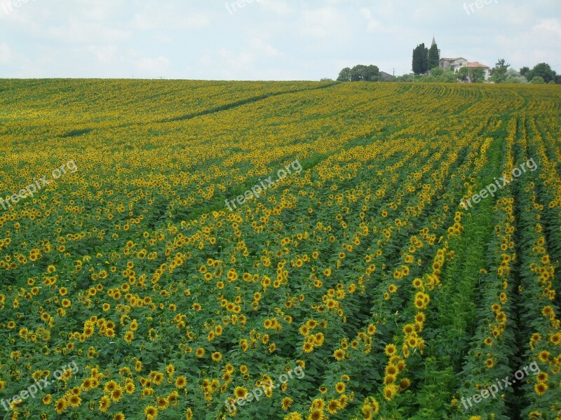 Sunflowers France Sunflower Nature Summer