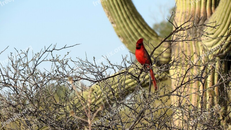 Cardinal Saguaro Cactus Sonoran Desert Tucson Southwest