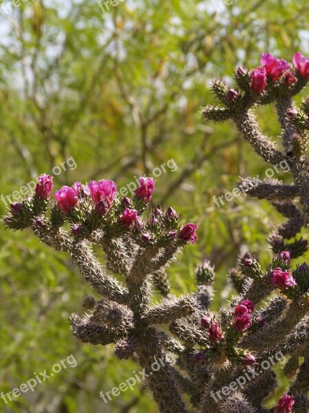 Cholla Cactus Sonoran Desert Cactus Desert Cholla