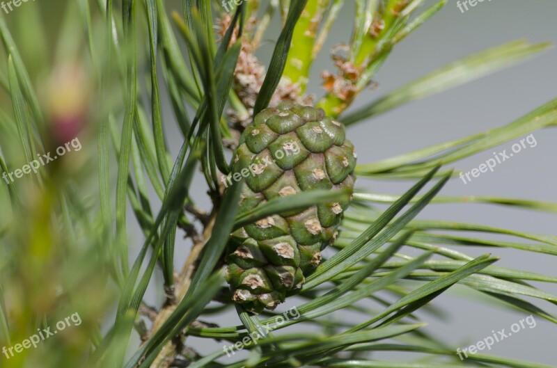 Pine Cone Pine Cone Nature Needles