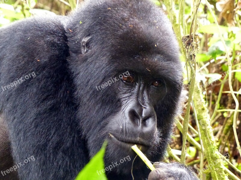 Gorilla Primate East Africa Rwanda Nature