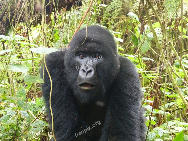 Gorilla Primate East Africa Rwanda Nature