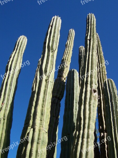 Cactus Desert Arizona Landscape Nature