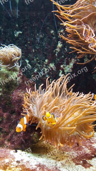 Clownfish Nemo Fish Underwater Aquarium