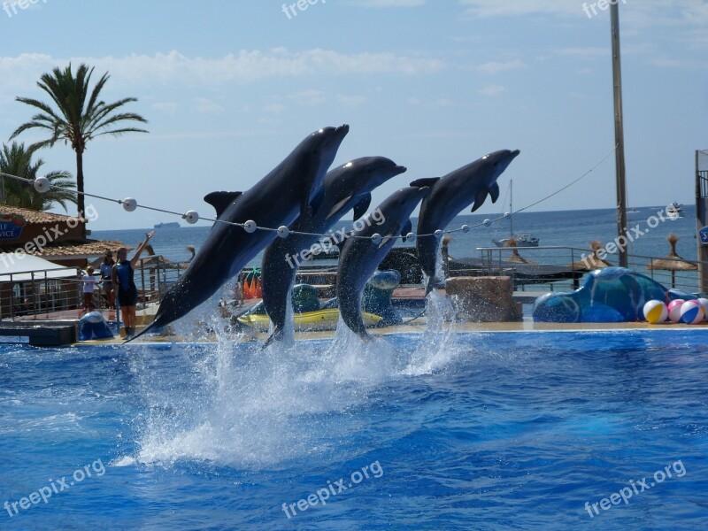 Animals Water Dolphin Aquarium Zoo