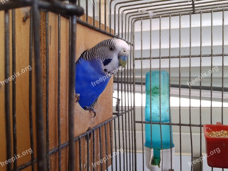 Birds Cage Parrots Parrot In Cage Bird