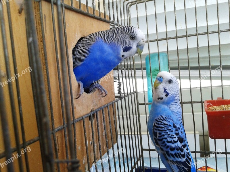 Birds Cage Parrots Couple Parrot In Cage