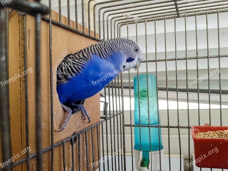 Birds Cage Parrots Parrot In Cage Bird