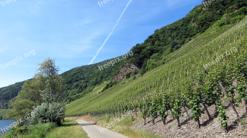 Vineyards Vines Wine Grapes Vintage