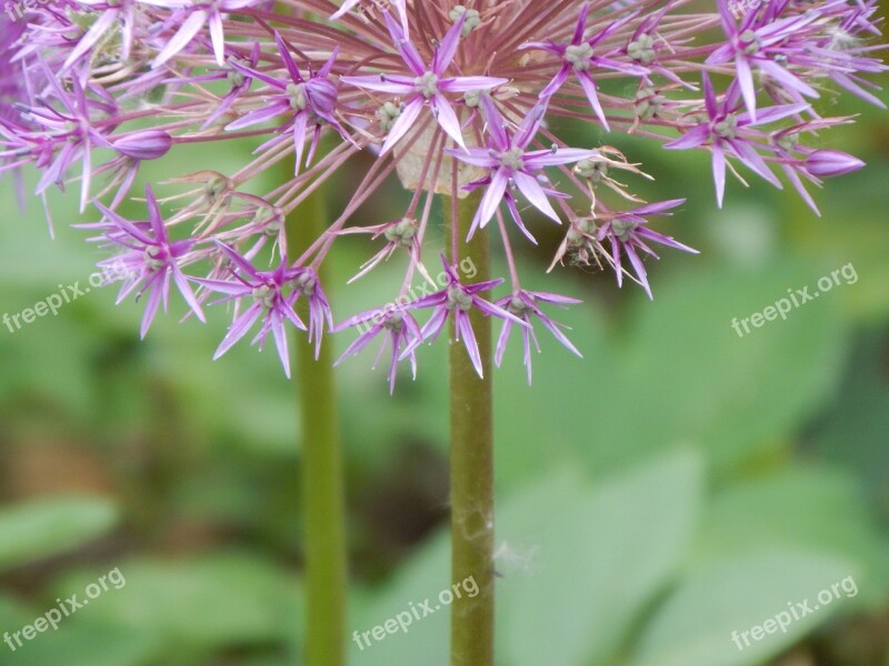 Flower Purple Allium Garden Floral