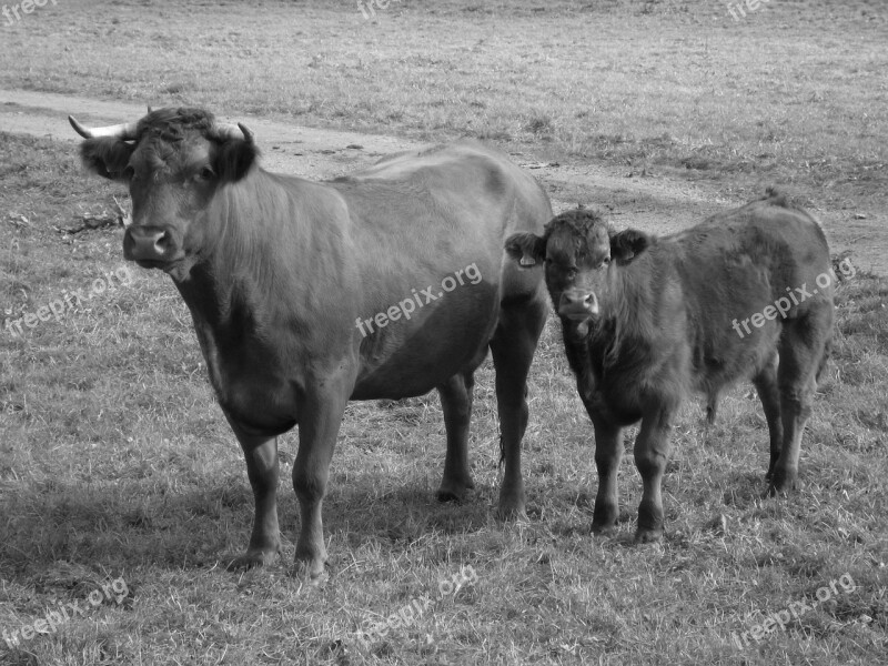 Cows Bull Ruminant Cattle Livestock