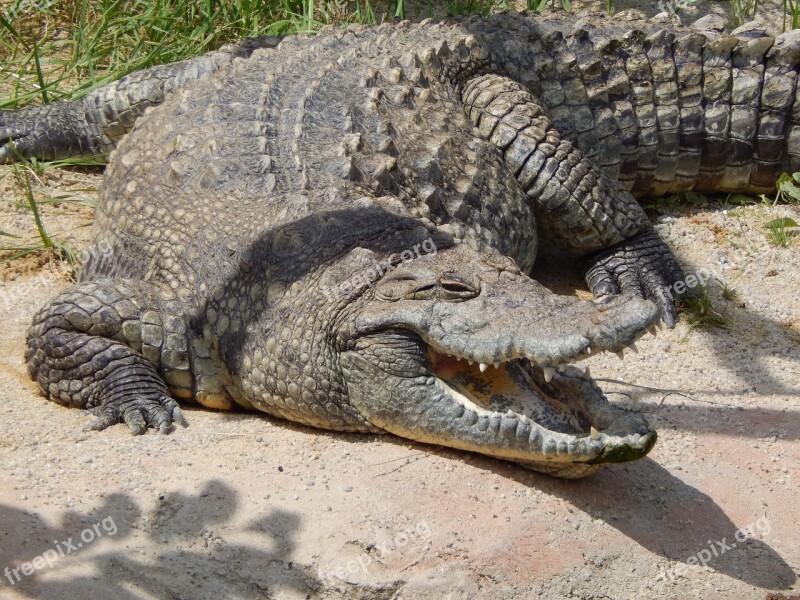 Crocodile Zoo Animal Free Photos