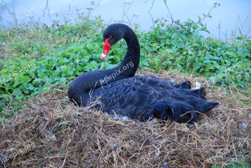 Black Swan Water Bird Burma Bird Free Photos