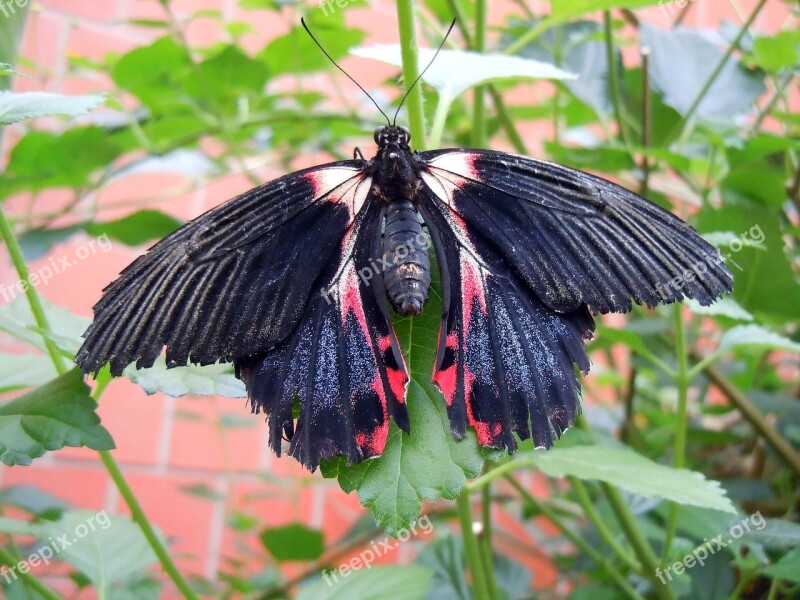 Butterfly Insect Black Red Free Photos