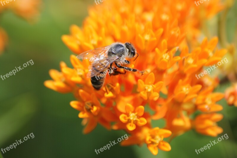 Honey Bee Milkweed Asclepias Free Photos