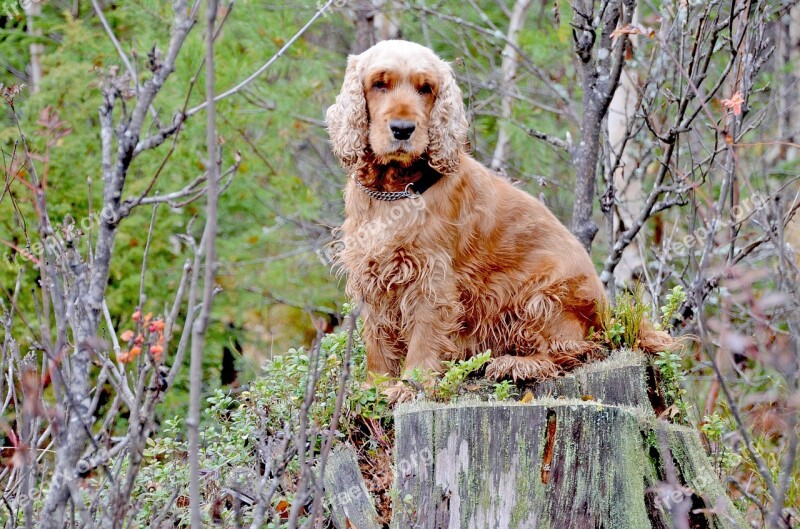 Dog Cocker Cocker Spaniel Nature Cute