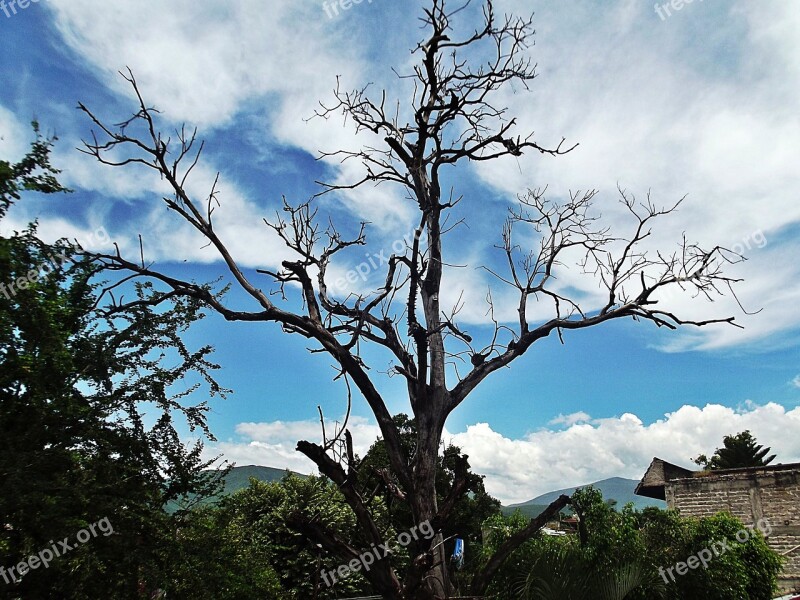 Tree Dead Sunset Sky Trees