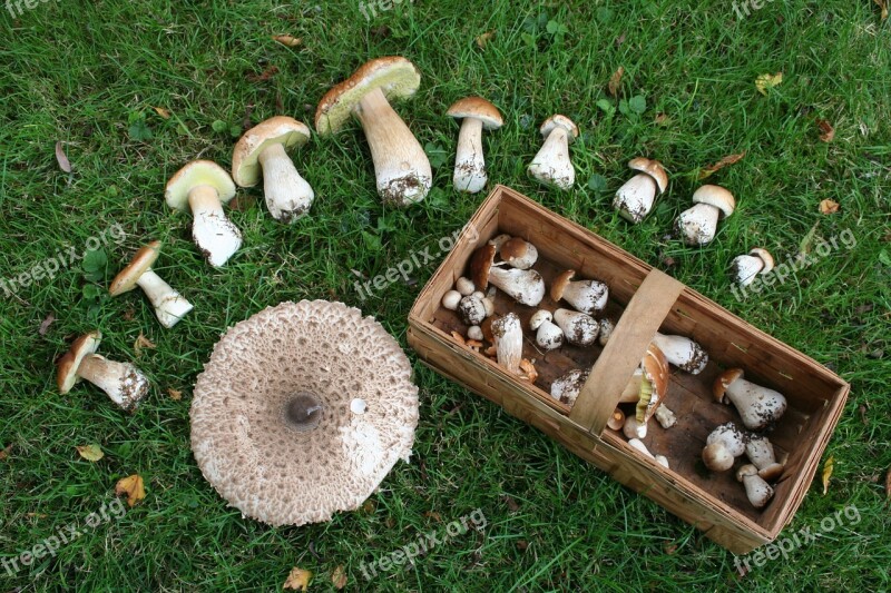 Mushrooms Mushroom Mushroom Picking Eat Vegetable