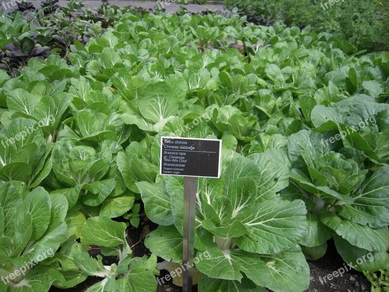 Chinese Cabbage Grassica Rapa Vegetable Botanical Garden Free Photos