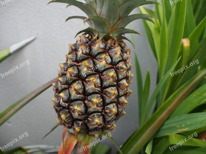 Pineapple 鳳 Pear Potted Plants 頂 Garden