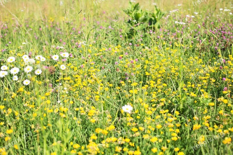 Wildflowers Meadow Tall Grass Nature Field