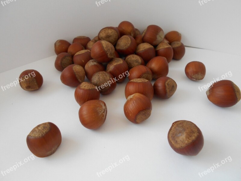 Filbert Hazelnut Nuts Free Photos