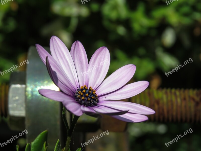 Osteospermum Sunny Day Summer Flower Summer Nature