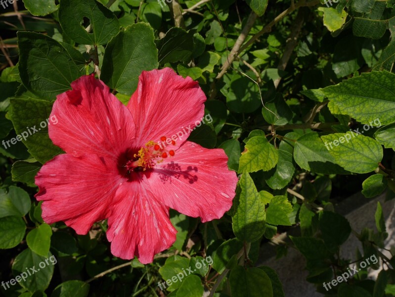 Okinawa Hibiscus Flowers Free Photos