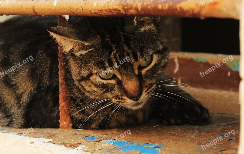 Cat Window Summer Masonry Sit