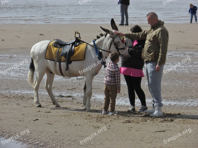 Blackpool Beach Donkey Holiday Sand