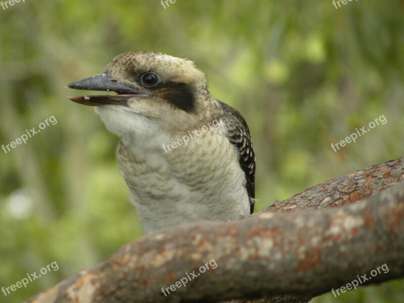 Laughing Kookaburra Wildlife Birds Australia Nature