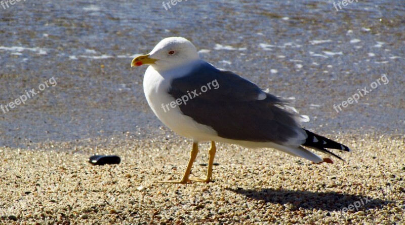 Seagull Bird Animal Beach Sea