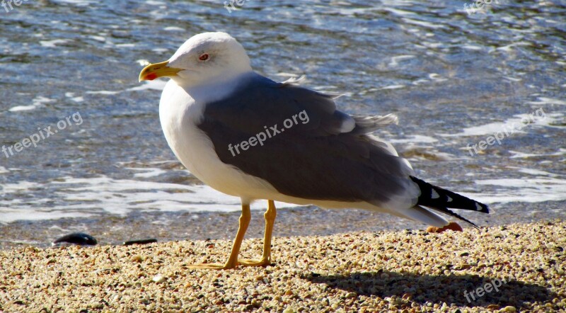 Seagull Bird Animal Beach Sand