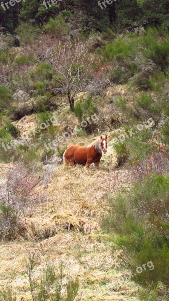 Horse Animal Nature Costa Brava Mountains