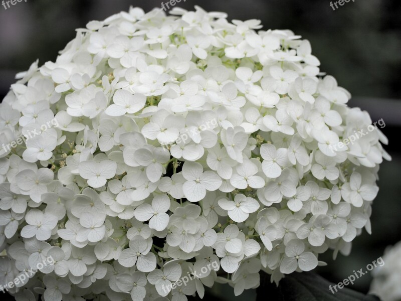 Hydrangea White Flowers Plant Flowers Free Photos