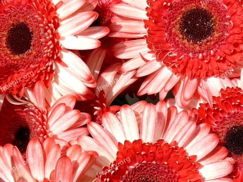 Gerbera Flower Nature Pink Free Photos