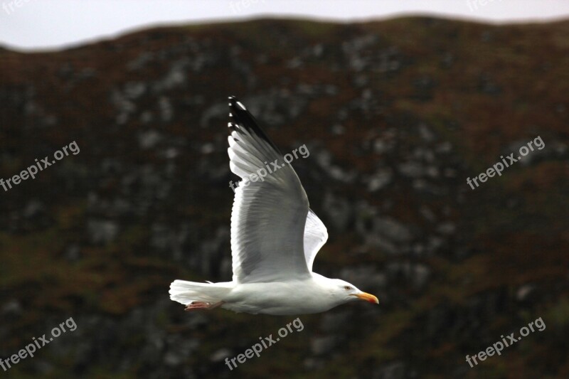 Seagull Bird Water Bird Seevogel Animal