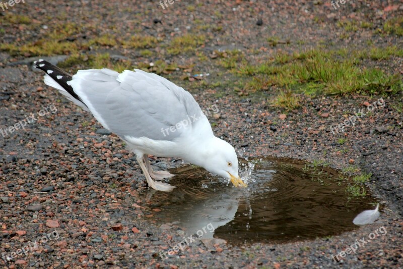 Seagull Bird Water Bird Seevogel Animal