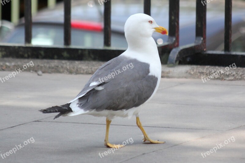 Seagull Bird Water Bird Seevogel Animal