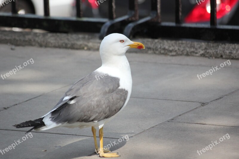 Seagull Bird Water Bird Seevogel Animal