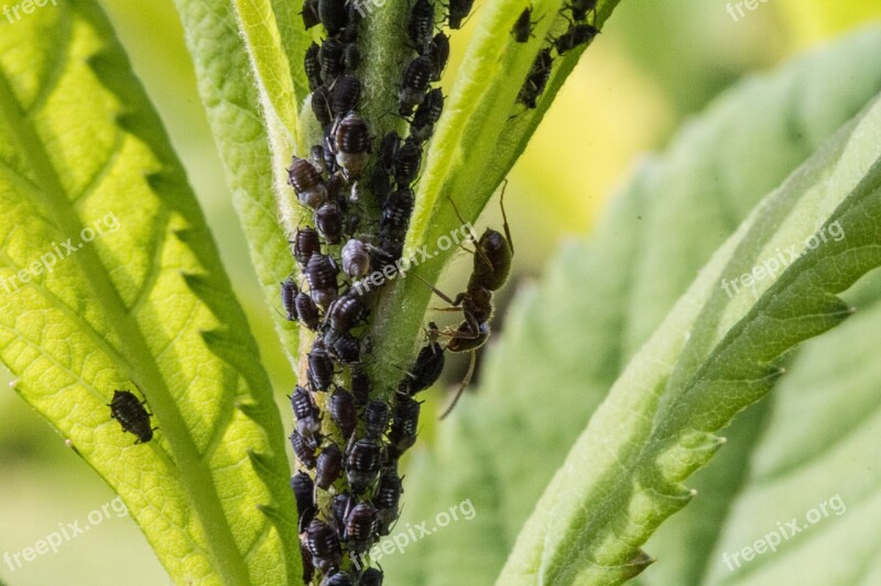 Aphids Ant Lice Insect Macro