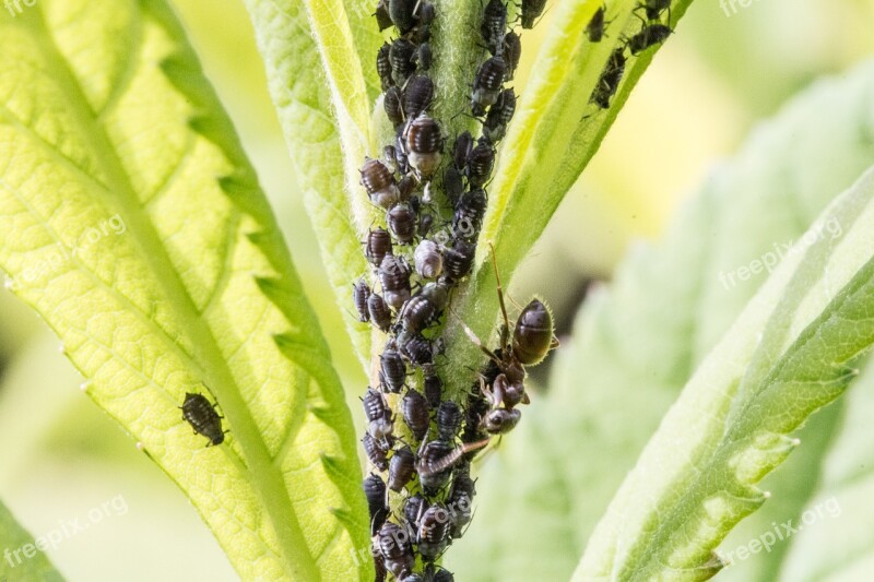 Aphids Ant Lice Insect Macro