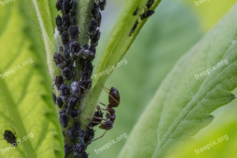 Aphids Ant Lice Insect Macro