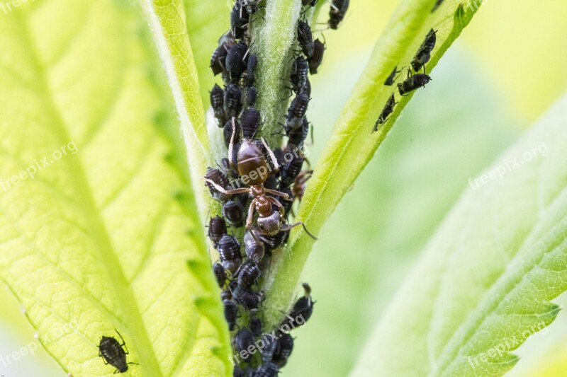 Aphids Ant Lice Insect Macro