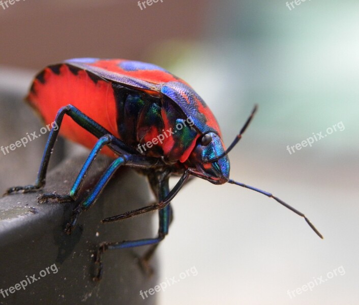 Hibiscus Harlequin Bug Tectocoris Diophthalmus Insects Australian Bright