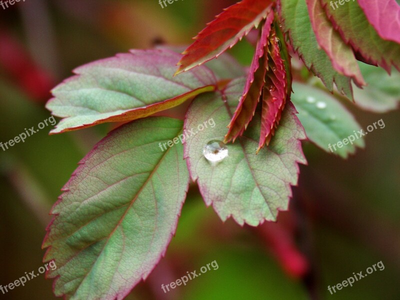 Leaf Raindrop Nature Drop Of Water Free Photos